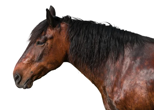 白い背景の上に茶色の馬 — ストック写真