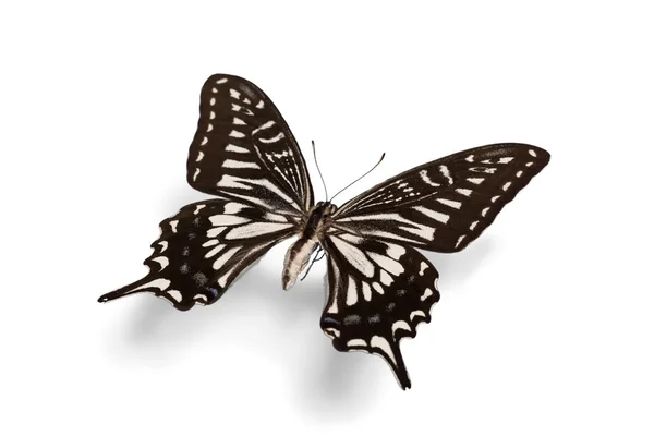 Roztomilý motýl zvíře — Stock fotografie