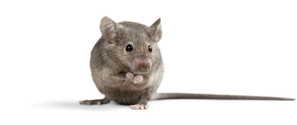 Gray mouse   on  background — Stock Photo, Image