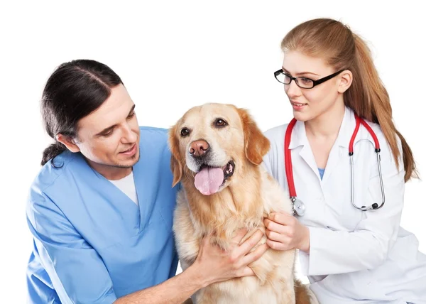 Hond met dierenartsen in kliniek — Stockfoto