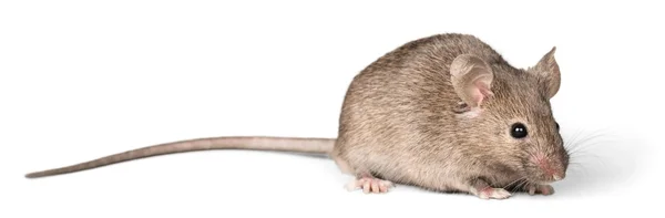 Ratón gris sobre fondo — Foto de Stock