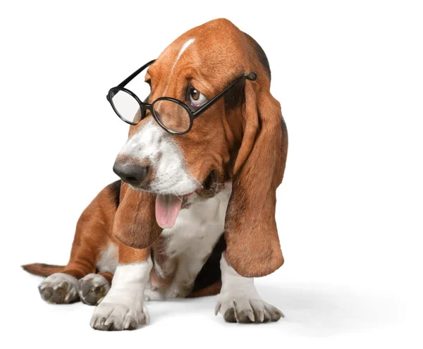 Basset Hound dog — Stockfoto