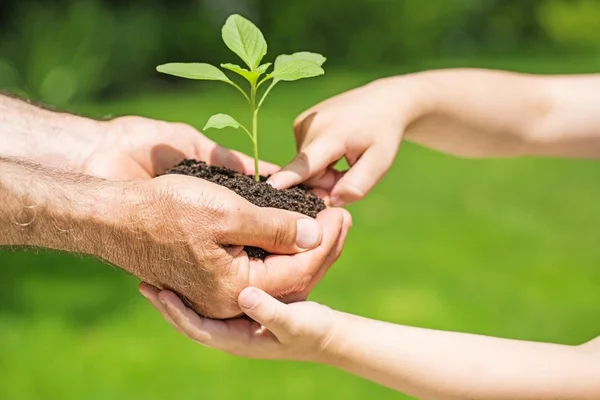 Familie care deține plante verzi tinere — Fotografie, imagine de stoc