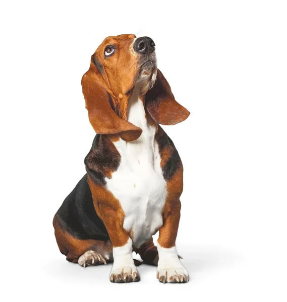 Basset Hound perro — Foto de Stock