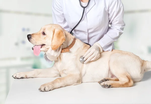 Hermosa joven veterinario con perro —  Fotos de Stock