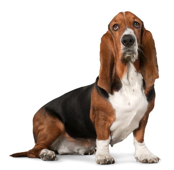 Basset Hound dog