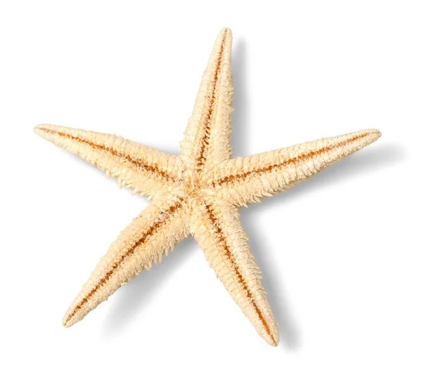 Yellow starfish isolated — Stock Photo, Image