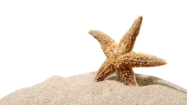 Una estrella de mar aislada — Foto de Stock