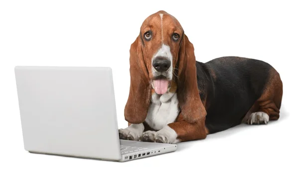 Basset Hound dog with laptop — Stock Photo, Image