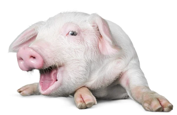 Bebe Cochon Images Libres De Droit Photos De Bebe Cochon Depositphotos