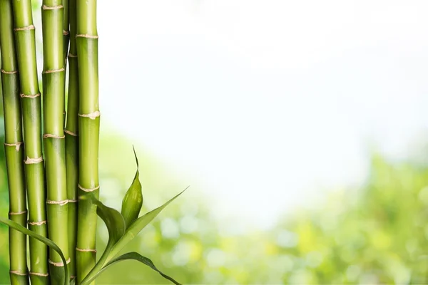 Many bamboo stalks Stock Picture