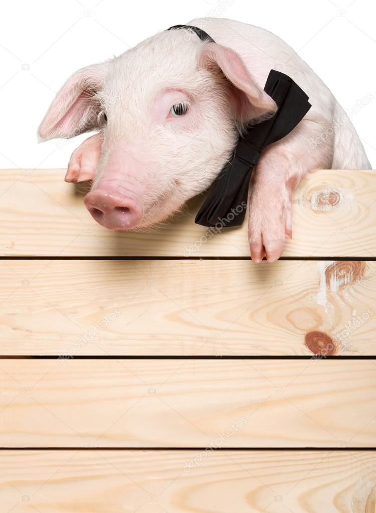 piglet animal hanging on a fence