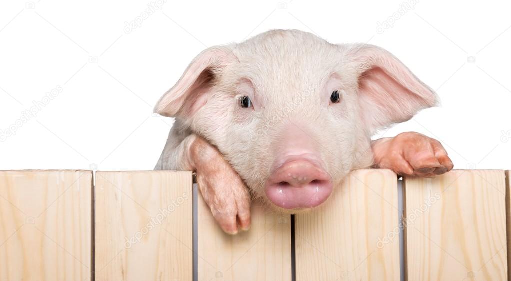 cute piglet on fence