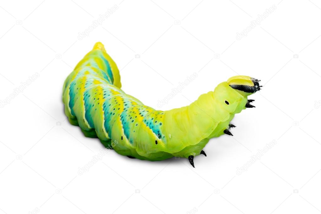 close up of the caterpillar