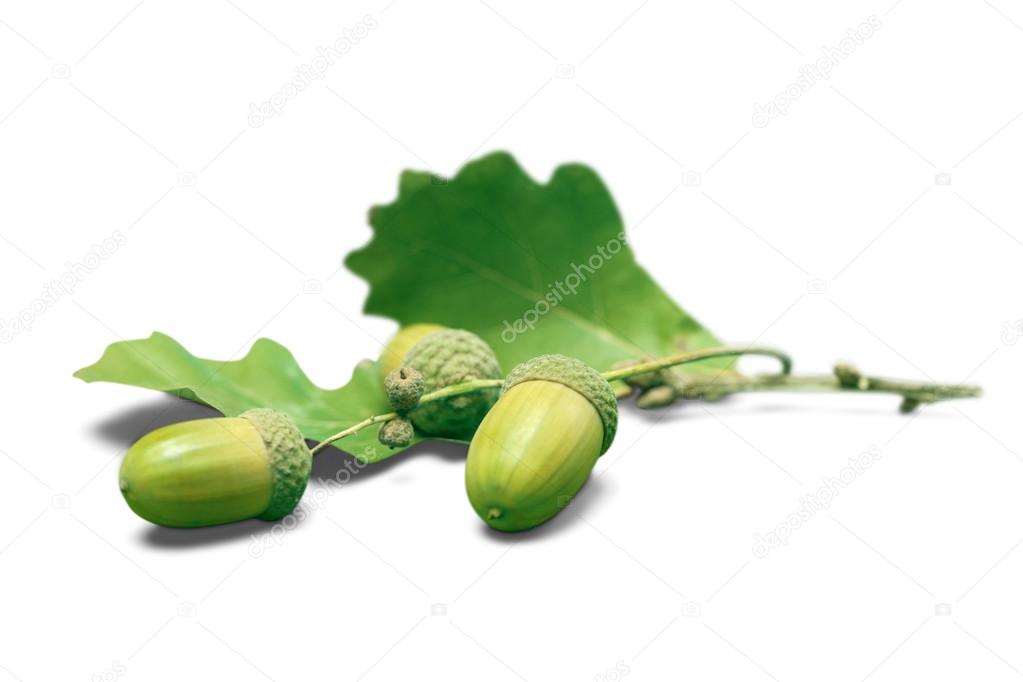 Fresh green acorns