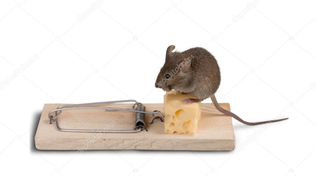 trap with cheese and mouse