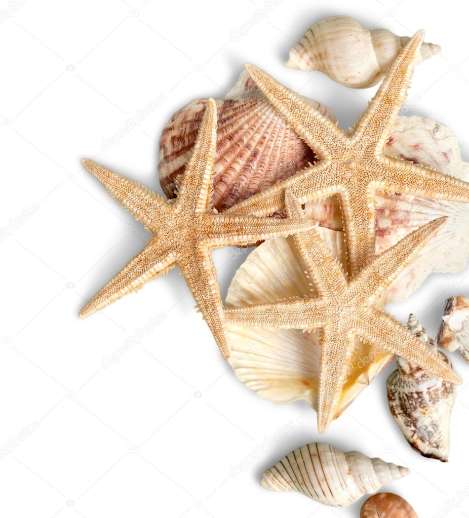 Starfishes and shells isolated