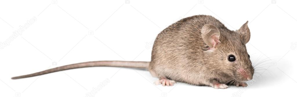 gray mouse   on  background