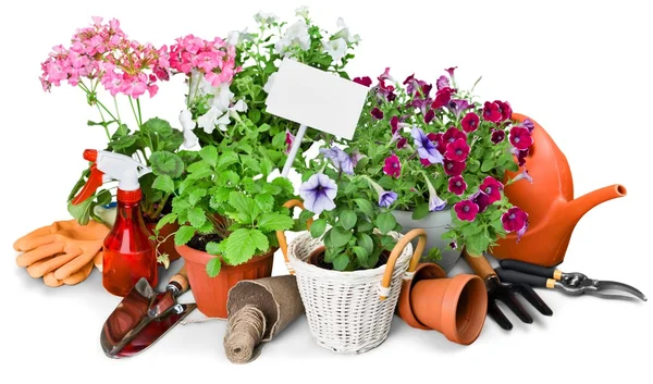 Gardening Equipment and plants — Stock Photo, Image