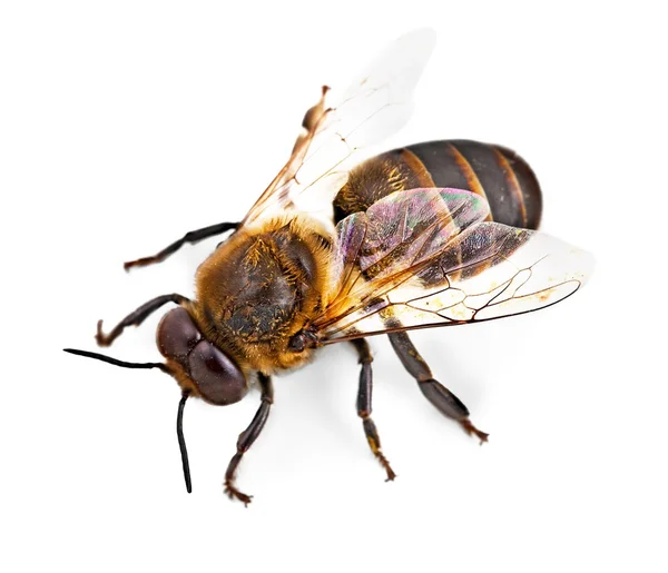 Biene isoliert auf dem weißen — Stockfoto