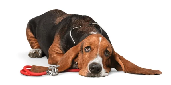 Бассет Hound dog з стетоскоп — стокове фото