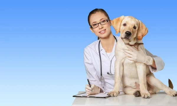Vrouwelijke arts met canine patiënt — Stockfoto