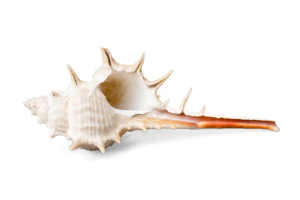 Sea shell på bakgrunden — Stockfoto