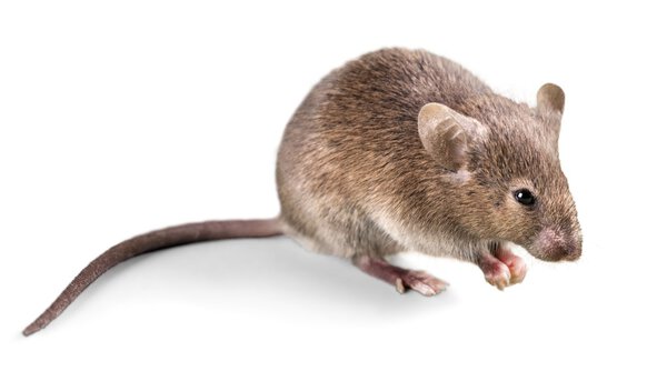 gray mouse   on  background