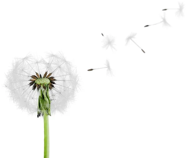 Dandelion with blowing petals — Stock Photo, Image