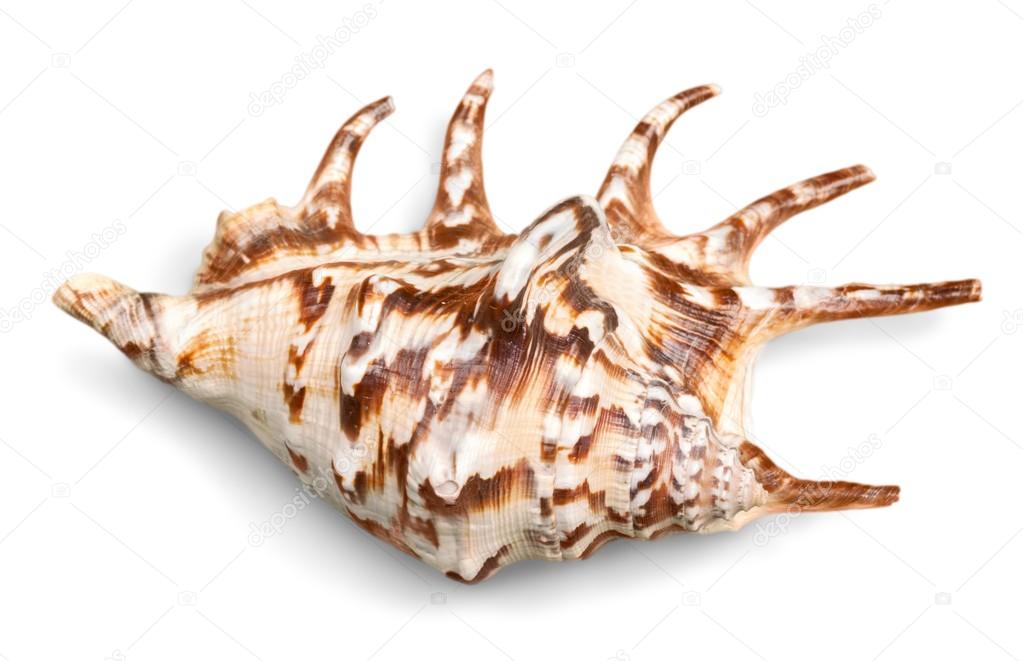 Sea shell on background
