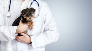 Köpek Veteriner Hekim muayene