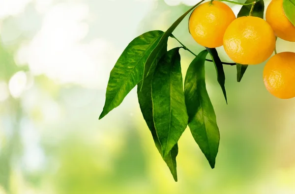 Naranjo con frutas —  Fotos de Stock