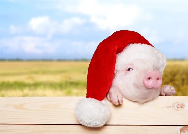 Niedliches Ferkel mit Weihnachtsmütze — Stockfoto