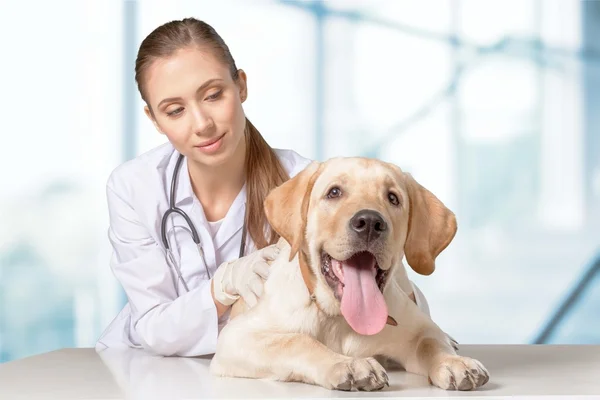 Belo veterinário jovem com um cão — Fotografia de Stock