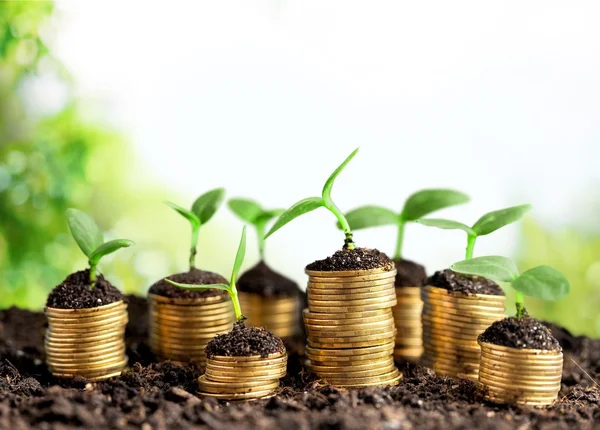 Monedas en suelo con plantas jóvenes —  Fotos de Stock