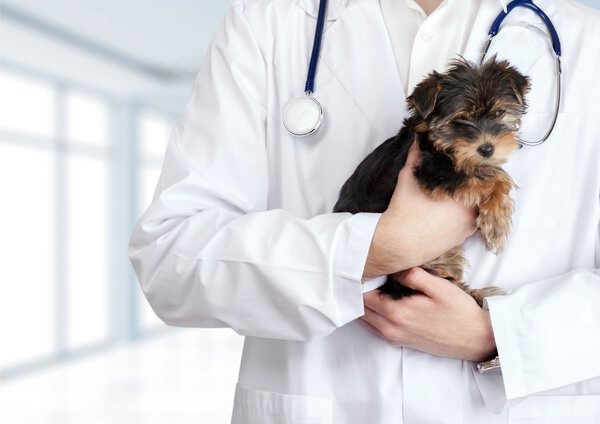 Dog examined at veterinary doctor