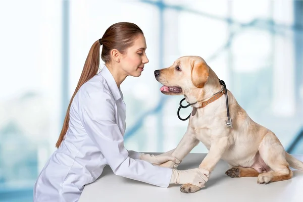 Belo veterinário jovem com um cão — Fotografia de Stock