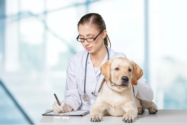 Belo veterinário jovem com um cão — Fotografia de Stock