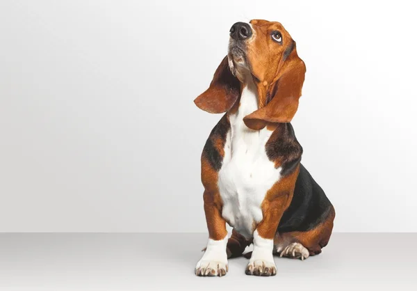 Basset Hound perro —  Fotos de Stock