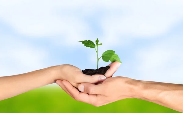 Green Plant in Human Hands Stock Image