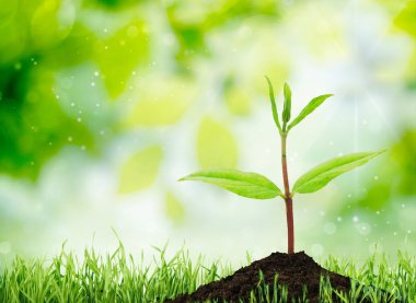 büyüme yeni yaşam