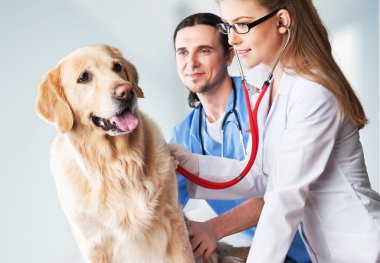 köpek veteriner Kliniği
