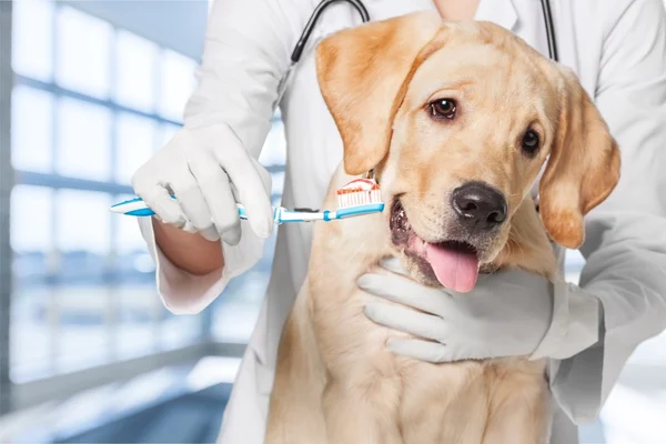 Doctor cepillado diente de perro — Foto de Stock