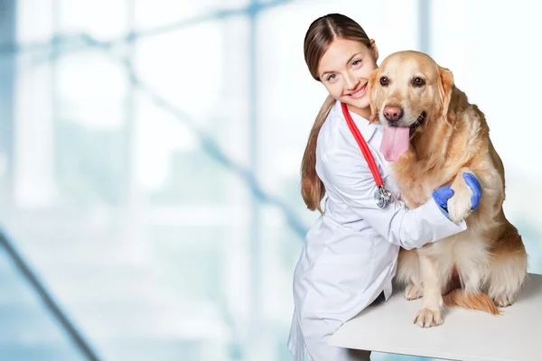 Красивый молодой ветеринар с собакой — стоковое фото