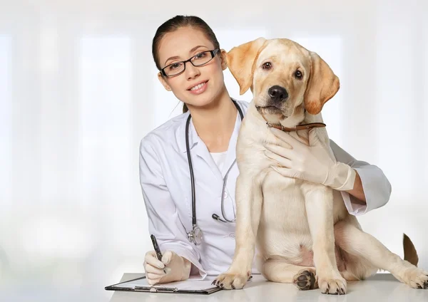 Belo veterinário jovem com um cão — Fotografia de Stock