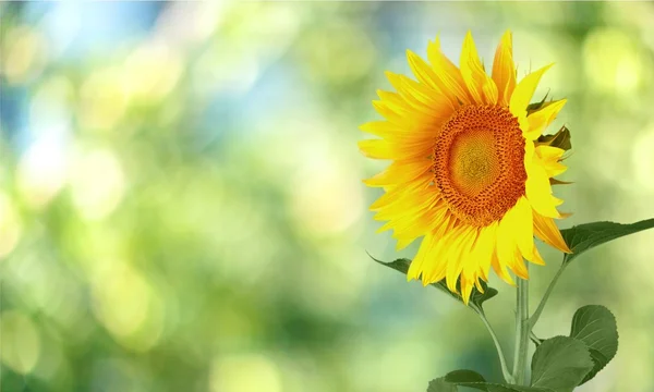 Schön blühende Sonnenblume — Stockfoto