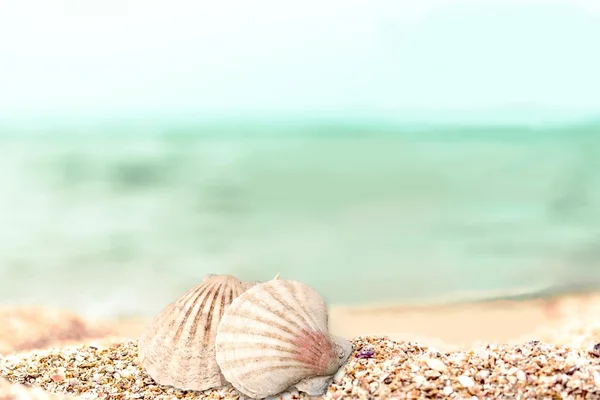 Conchiglie nella sabbia sulla spiaggia — Foto Stock