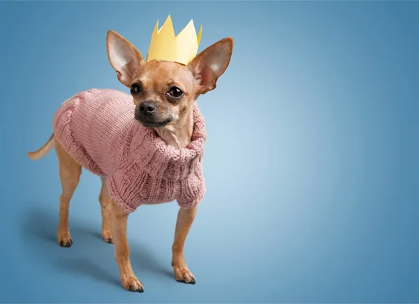 Chihuahua dog wearing sweater — Stock Photo, Image