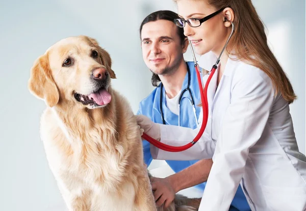 Cão com veterinários na clínica — Fotografia de Stock