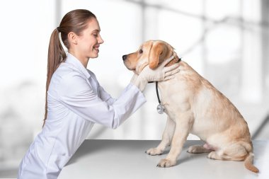 bir köpek ile güzel genç hayvan hastalıklarıyla ilgili 